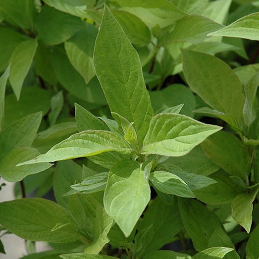 Cornus alba Little Rebel (Cornouiller blanc 'Little Rebel')