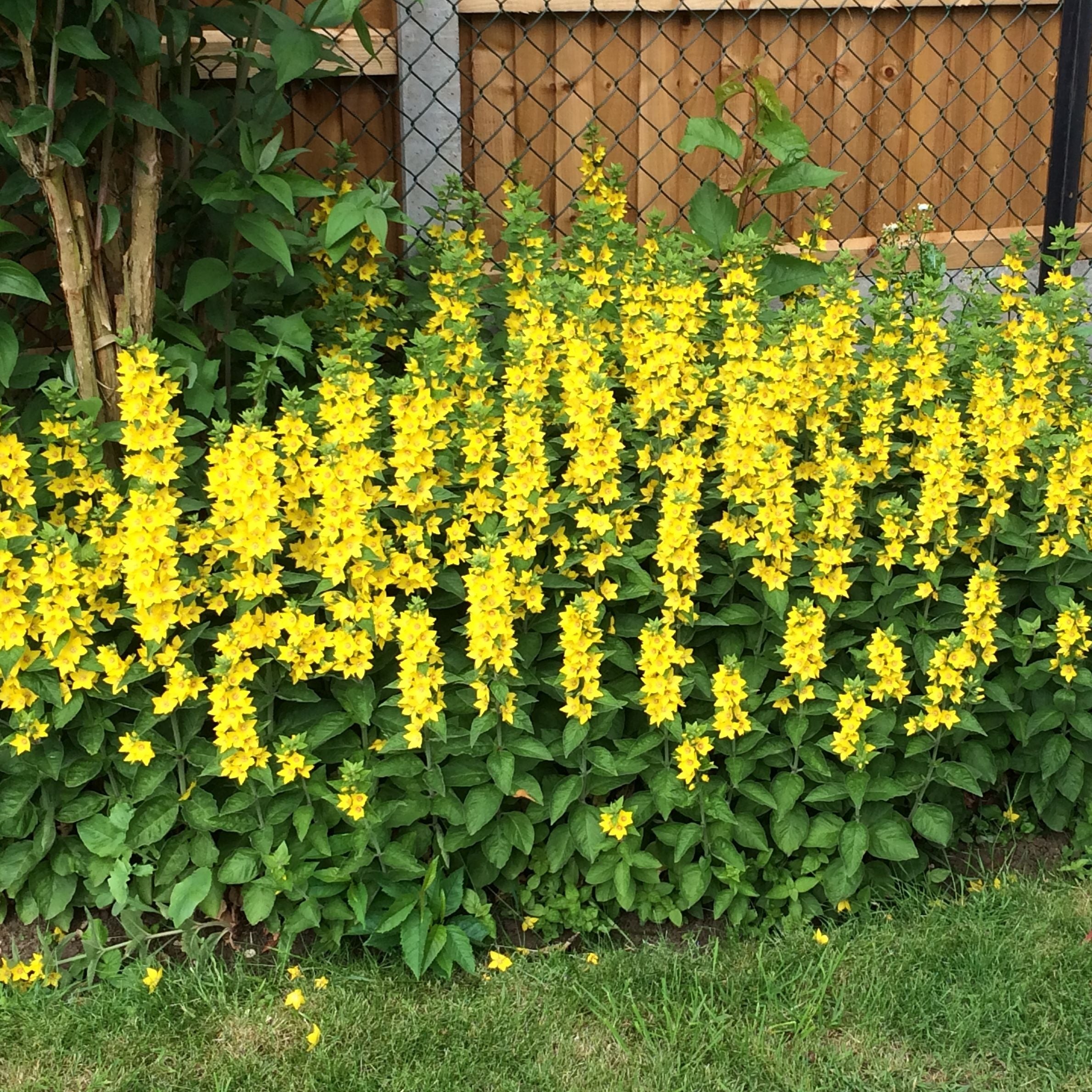 LYSIMACHIA punctata