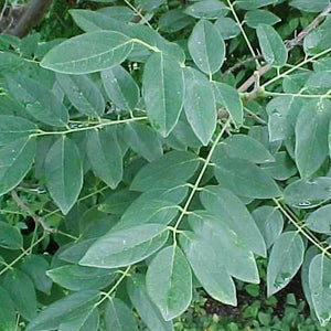 Maackia amurensis (Maackia de Chine)