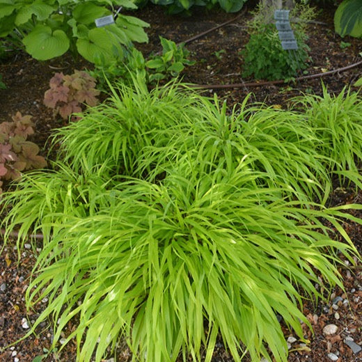 Hakonechloa macra 'All Gold' (Herbe du Japon 'All Gold')