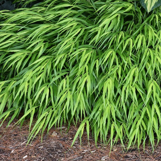 Hakonechloa macra 'All Gold' (Herbe du Japon 'All Gold')