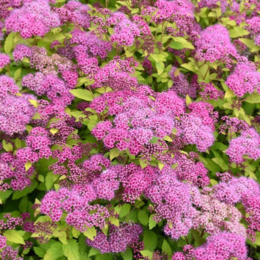 Spiraea bumalda 'Magic Carpet' (Spirée japonaise ‘Magic Carpet’)