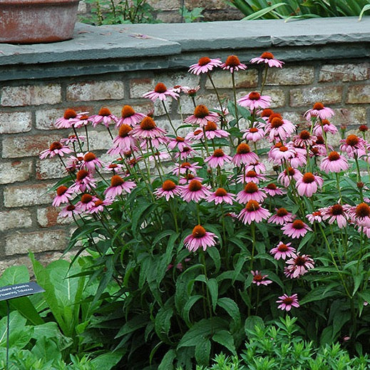 Echinacea purpurea 'Magnus' (Échinacée pourpre 'Magnus')