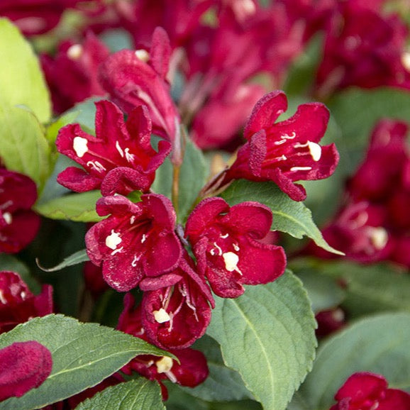 Weigela 'Maroon Swoon' BE (Weigela ‘Maroon Swoon’)