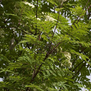 Sorbus aucuparia 'Rossica' (Sorbier des oiseaux ‘Rossica’)