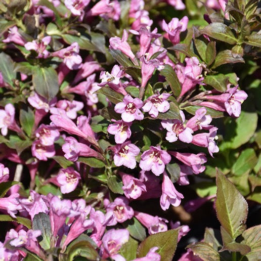 Weigela 'Minuet' (Weigela ‘Minuet’)