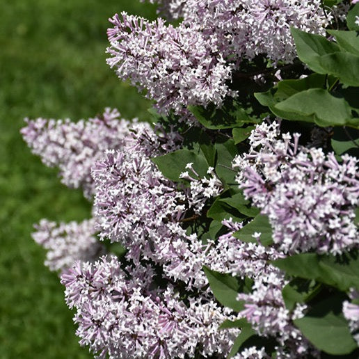 Syringa patula 'Miss Kim' (Lilas ‘Miss Kim’)