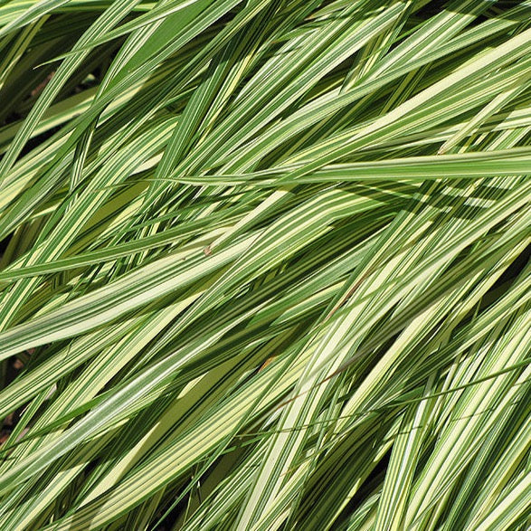 Molinia caerulea 'Variegata' (Molinie Pourpre Panachée)