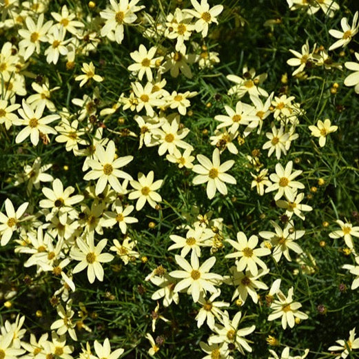 Coreopsis verticillata 'Moonbeam' (Coreopsis verticillé 'Moonbeam')