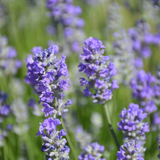 Lavandula angustifolia 'Munstead' (Lavande 'Munstead')