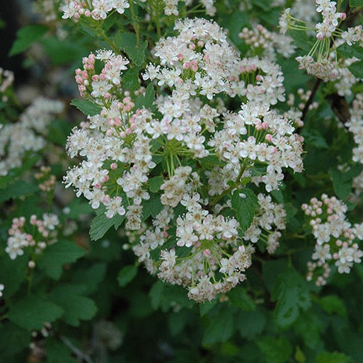 Physocarpus opulifolius 'Nanus' (Physocarpe nain)