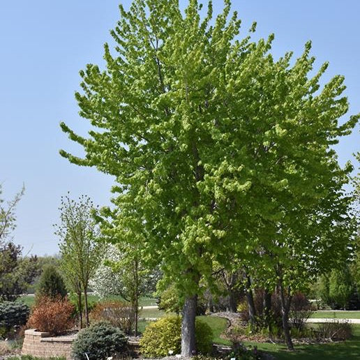 Érable argenté ‘Silver Cloud’ (Acer saccharinum 'Silver Cloud')