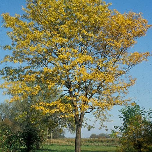 Févier ‘Northern Acclaim’ autumn – Rusticité élevée et fiabilité | Québec
