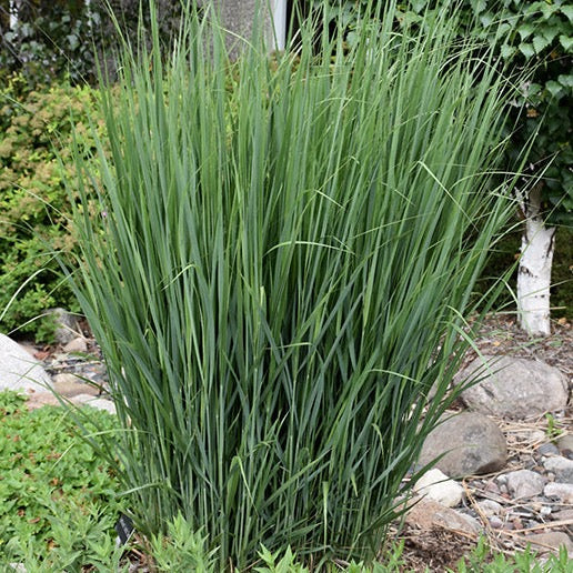 Panicum virgatum 'Northwind' (Panic érigée 'Northwind')