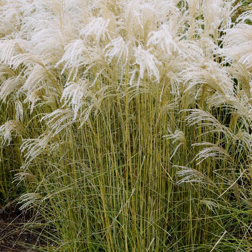 Miscanthus sinensis 'Kleine Fontäne' (Roseau de Chine 'Kleine Fontäne')