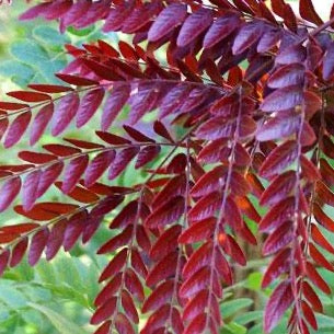 Gleditsia triacanthos 'Ruby Lace' (Févier d’Amérique sans épine ‘Ruby Lace’)