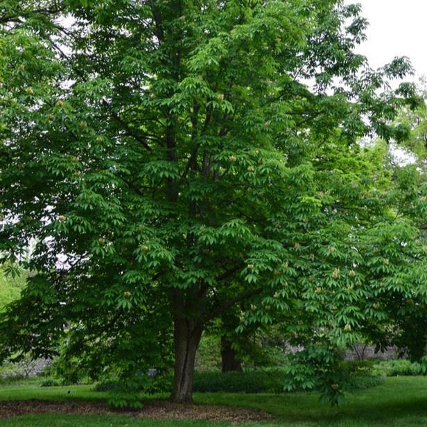 Pavier jaune | Aesculus octandra | Yellow Buckeye