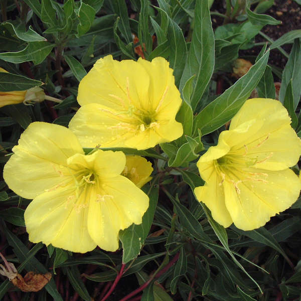 OENOTHERA missouriensis