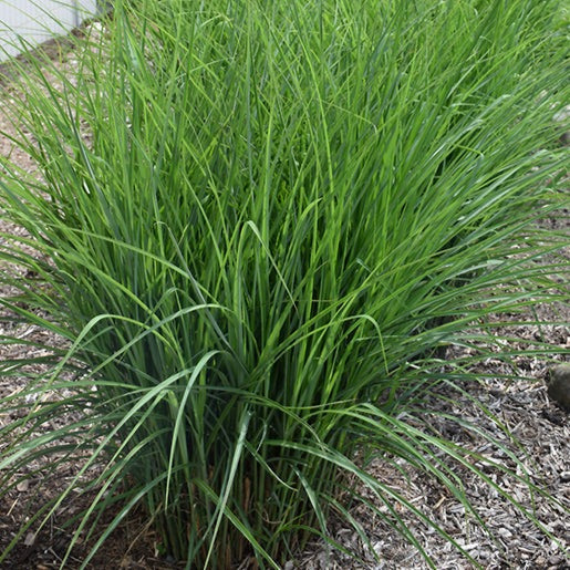 Miscanthus sinensis 'Oktoberfest' (Roseau de Chine 'Oktoberfest')