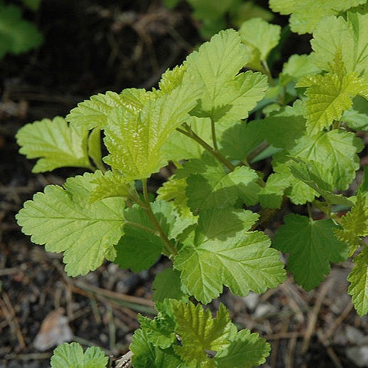 Physocarpus opulifolius (Physcocarpe à feuilles d’obier)