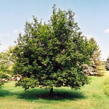 Ostrya virginiana (Ostryer de Virginie)