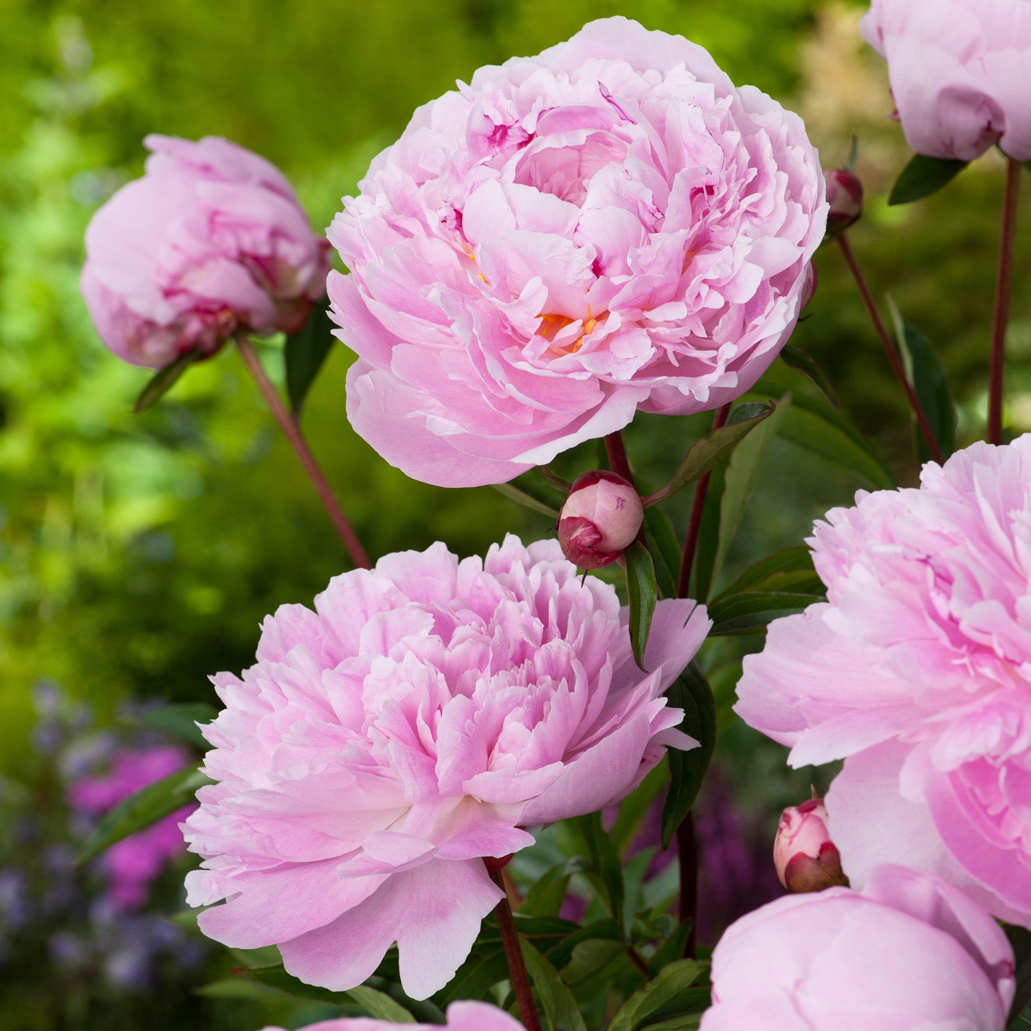 PAEONIA lactiflora ‘Sarah Bernhardt’