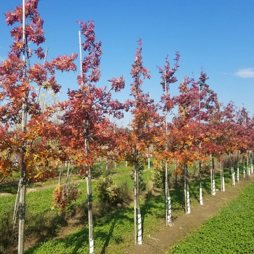 Quercus palustris (Chêne des marais)