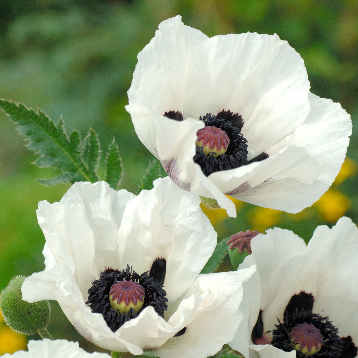 PAPAVER orientale ‘Royal Wedding’