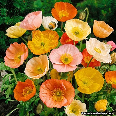 PAPAVER nudicaule Pavot d’Islande