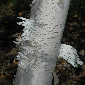 Betula paperyfera (Bouleau à papier)
