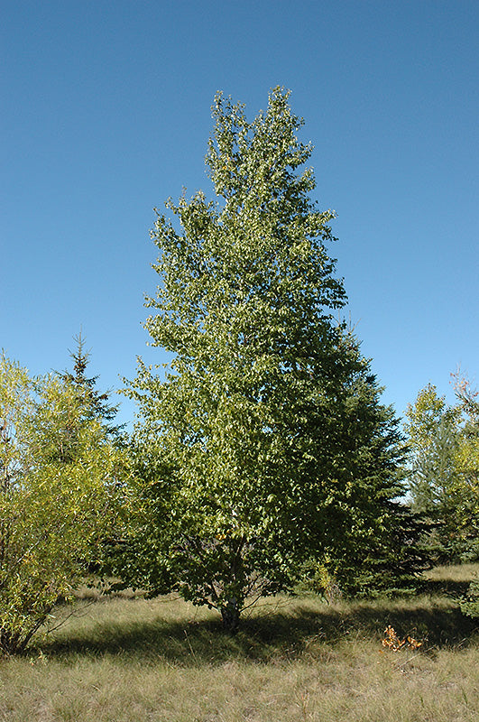 Bouleau à papier (Betula paperyfera)