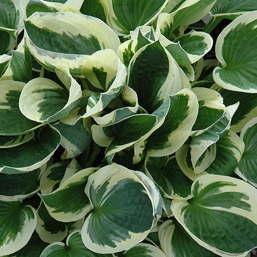 Hosta 'Patriot' (Hosta 'Patriot')