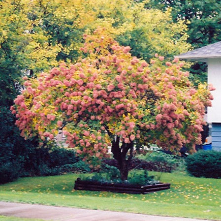 Hydrangea paniculata 'Pee Gee (Hydrangée paniculée 'Pee Gee')