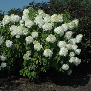 Hydrangea paniculata 'Phantom' (Hydrangée paniculée ‘Phantom’)