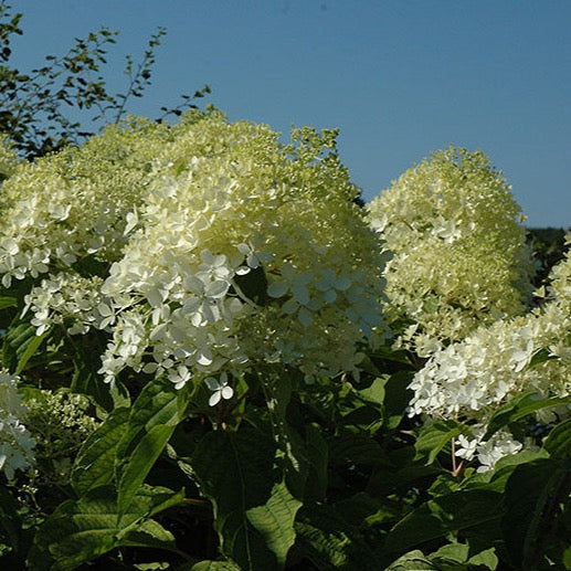 Hydrangea paniculata 'Phantom' (Hydrangée paniculée ‘Phantom’)