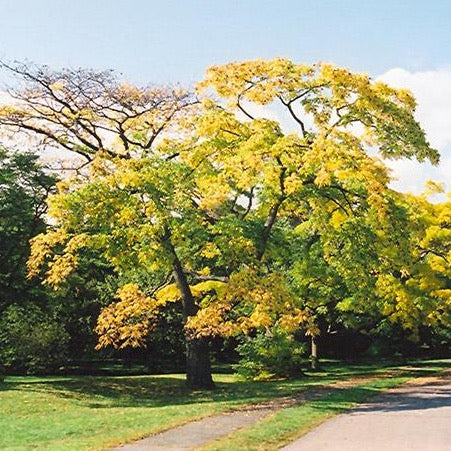 Phellodendron amurense (Phellodendron de Chine)