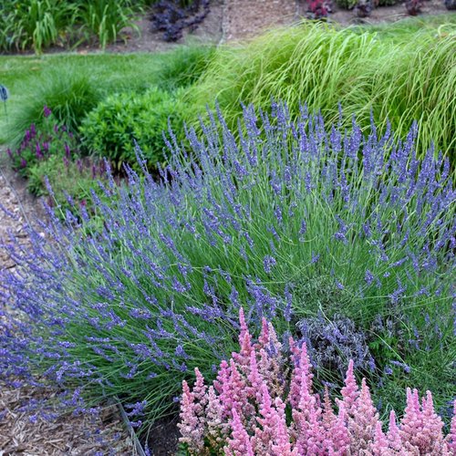 Lavandula intermedia 'Phenomenal' (Lavande 'Phenomenal')