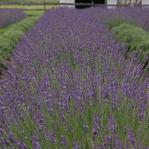 Lavandula intermedia 'Phenomenal' (Lavande 'Phenomenal')