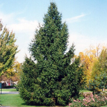 Picea abies (Épinette de Norvège)