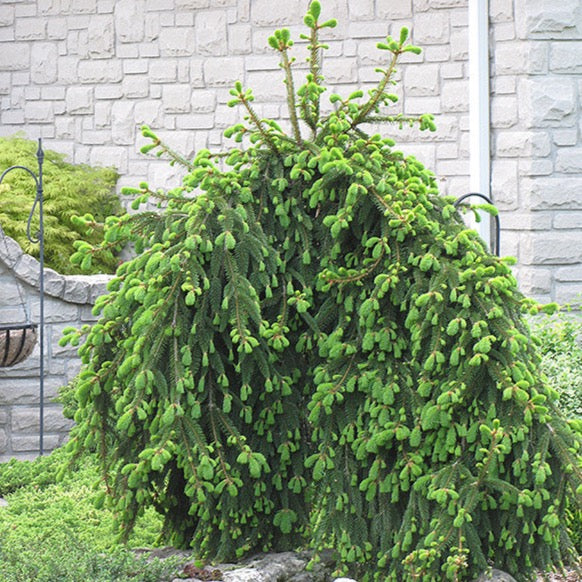 Picea abies 'Pendula' (Épinette de Norvège ‘pleureuse’)