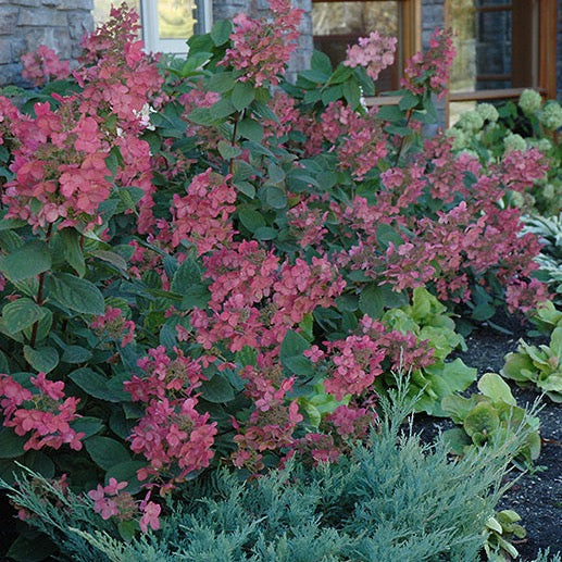 Hydrangea paniculata 'Pink Diamond' (Hydrangée paniculée ‘Pink Diamond’)