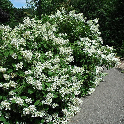 Hydrangea paniculata 'Pink Diamond' (Hydrangée paniculée ‘Pink Diamond’)