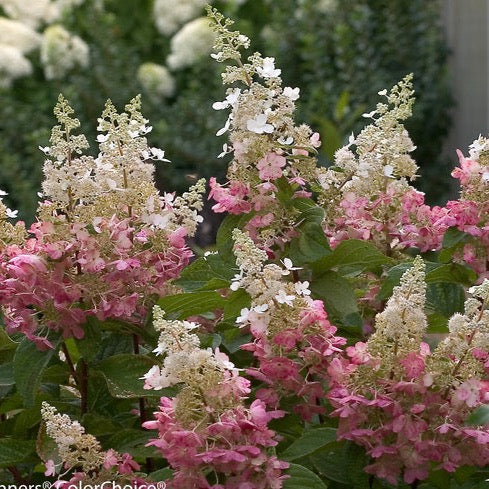 Hydrangea paniculata 'Pinky Winky' PW (Hydrangée paniculée ‘Pinky Winky’)