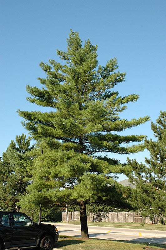 Pinus strobus (Pin blanc)