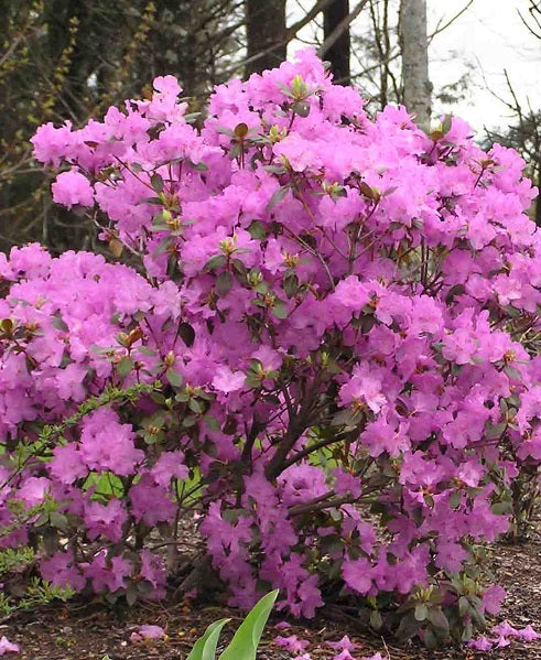 Rhododendron hybrid 'PJM Elite' (Rhododendron hybrid 'PJM Elite')