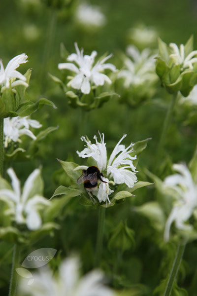 MONARDA ‘Snow Maiden’