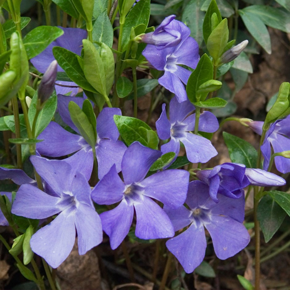 VINCA minor