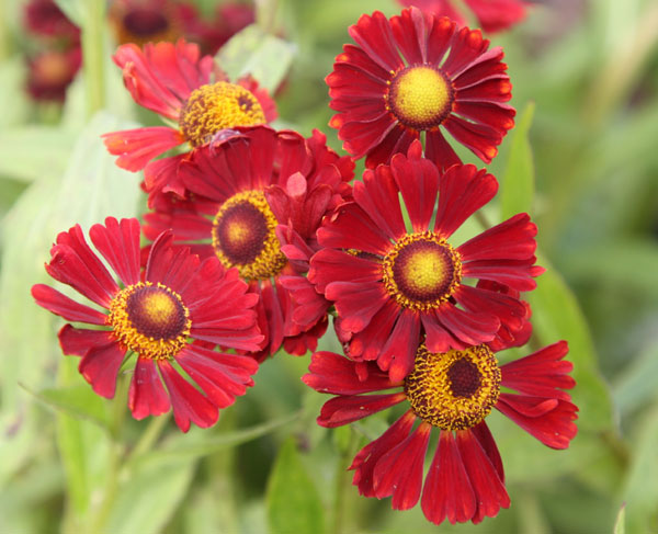 HELENIUM autumnale ‘Ruby Tuesday’ – Les Arbres de la Vallée
