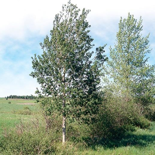 Peuplier faux-tremble (Populus tremuloides)