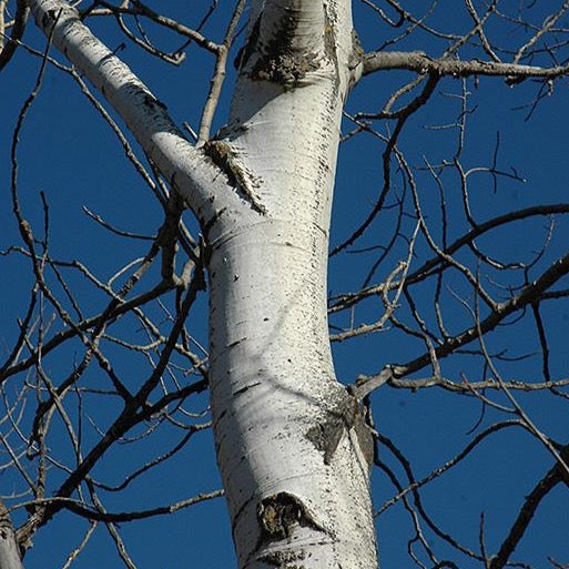 Peuplier faux-tremble (Populus tremuloides)